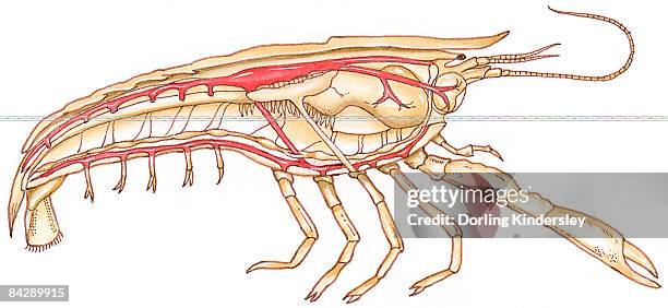 ilustrações de stock, clip art, desenhos animados e ícones de illustration of crayfish (austropotamobius), showing circulatory system  - fluxo sanguíneo