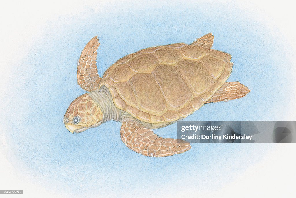 Illustration of Loggerhead Sea Turtle (Caretta caretta), swimming