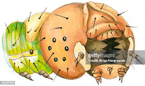 bildbanksillustrationer, clip art samt tecknat material och ikoner med illustration of caterpillar head showing mandible - insektsmandibel