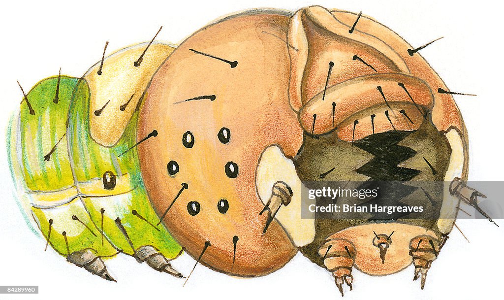 Illustration of caterpillar head showing mandible