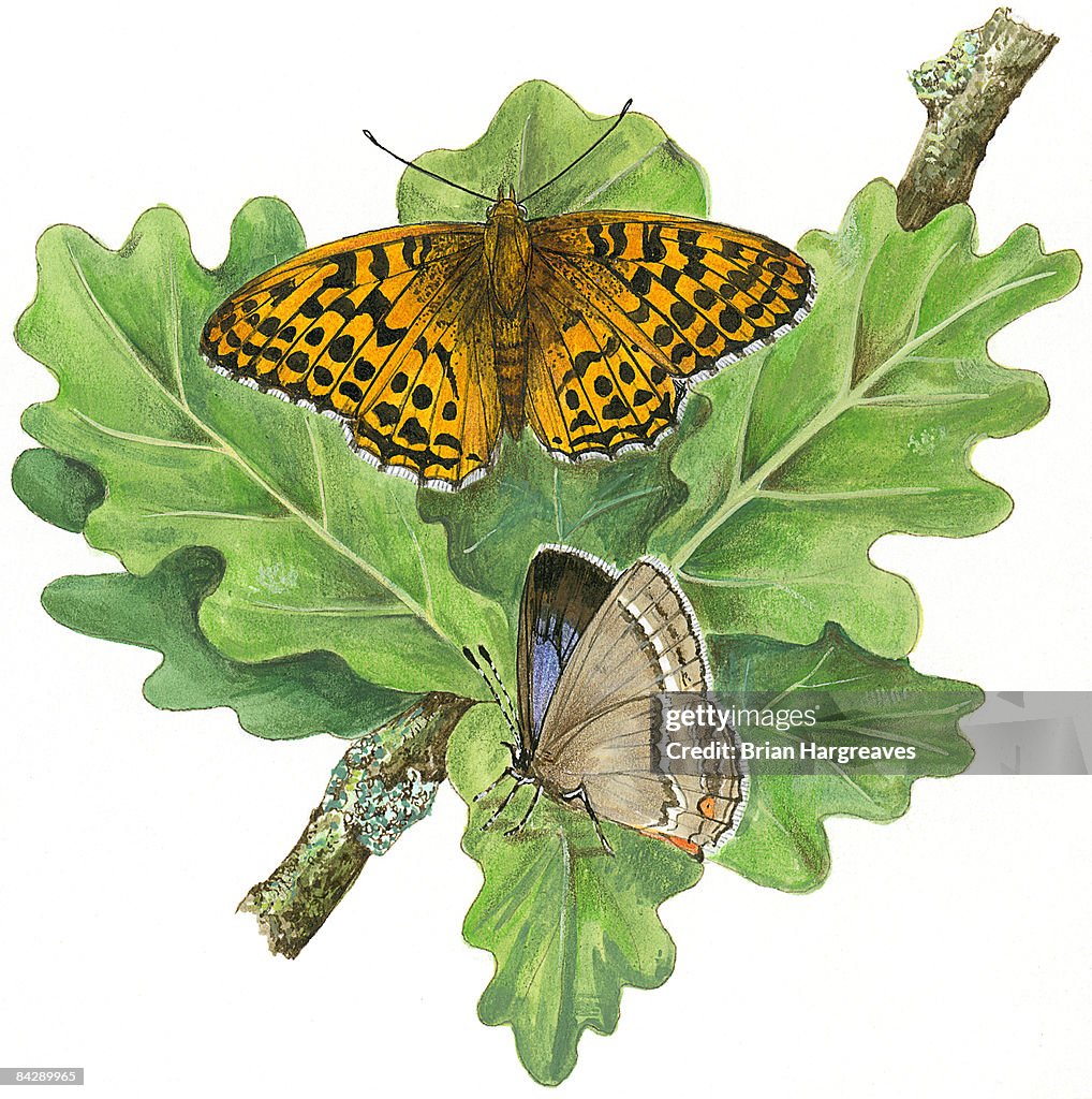 Illustration of Silver-washed Fritillary (Argynnis paphia) and Purple Hairstreak (Neozephyrus quercus), perching on leaf