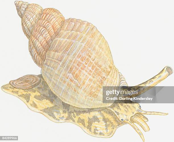 Siphon Shell Siphon (Mollusc) Photos and Premium High Res Pictures - Getty Images