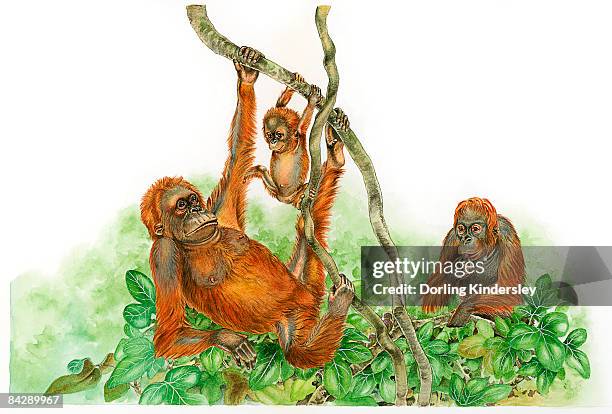 346点のオラウータンイラスト素材 Getty Images 346点のオラウータンイラスト素材 Getty Images