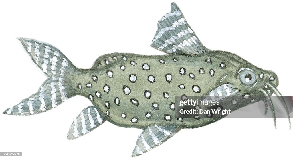 Illustration of Upside-down Catfish (Synodontis contractus), spotted freshwater fish with striped ray fins, and long barbels