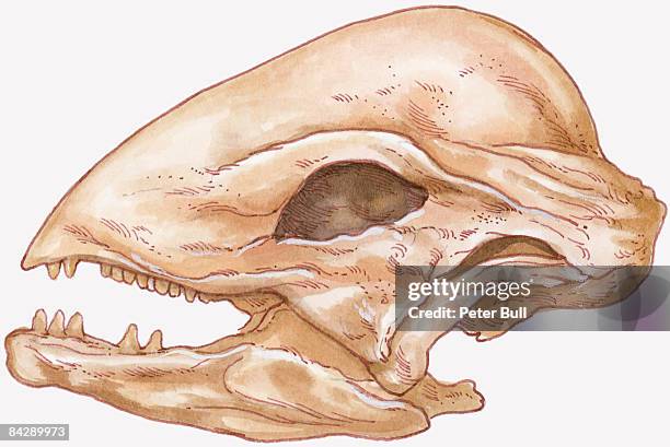 illustration of stegoceras skull showing thick, rounded top of head - eye socket stock illustrations