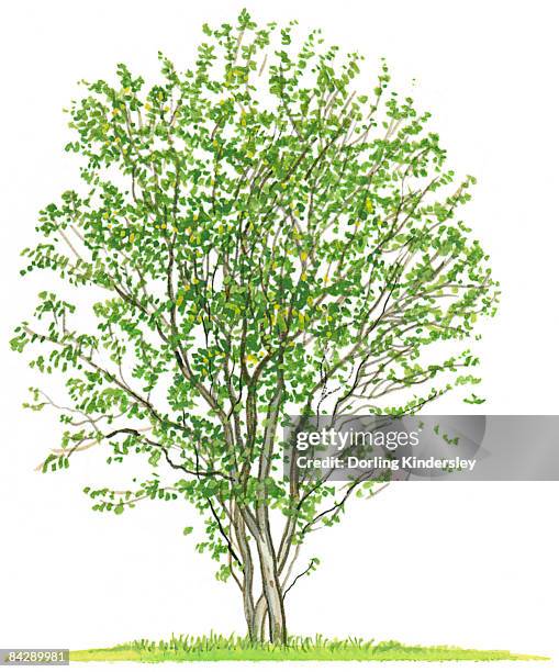 illustration of amelanchier alnifolia (saskatoon berries), a small tree showing shape of canopy and summer leaves - amelanchier alnifolia stock illustrations