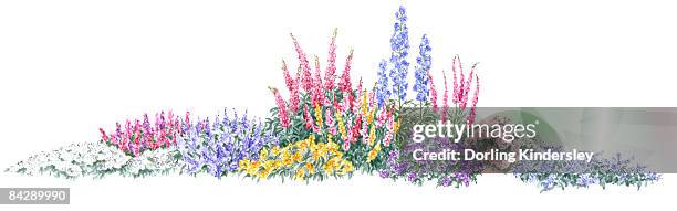 illustration of flowerbed of colourful ground cover shrubs and tall flower spikes - bear's breeches stock illustrations