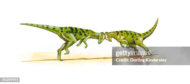 illustration of two pachycephalosaur dinosaurs head butting each other. - mit dem kopf stoßen stock-grafiken, -clipart, -cartoons und -symbole