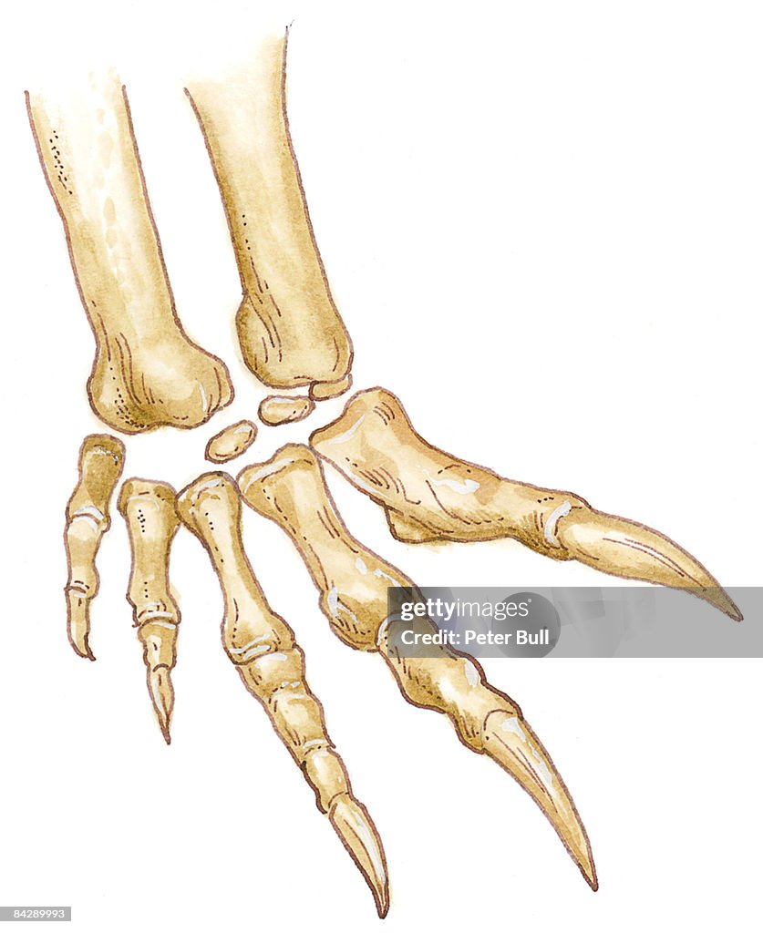 Illustration of Plateosaurus manus (hand) showing sharp claws