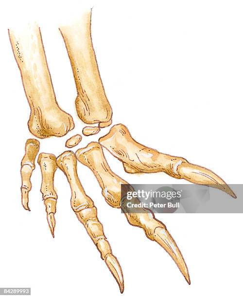 illustration of plateosaurus manus (hand) showing sharp claws - manus stock illustrations