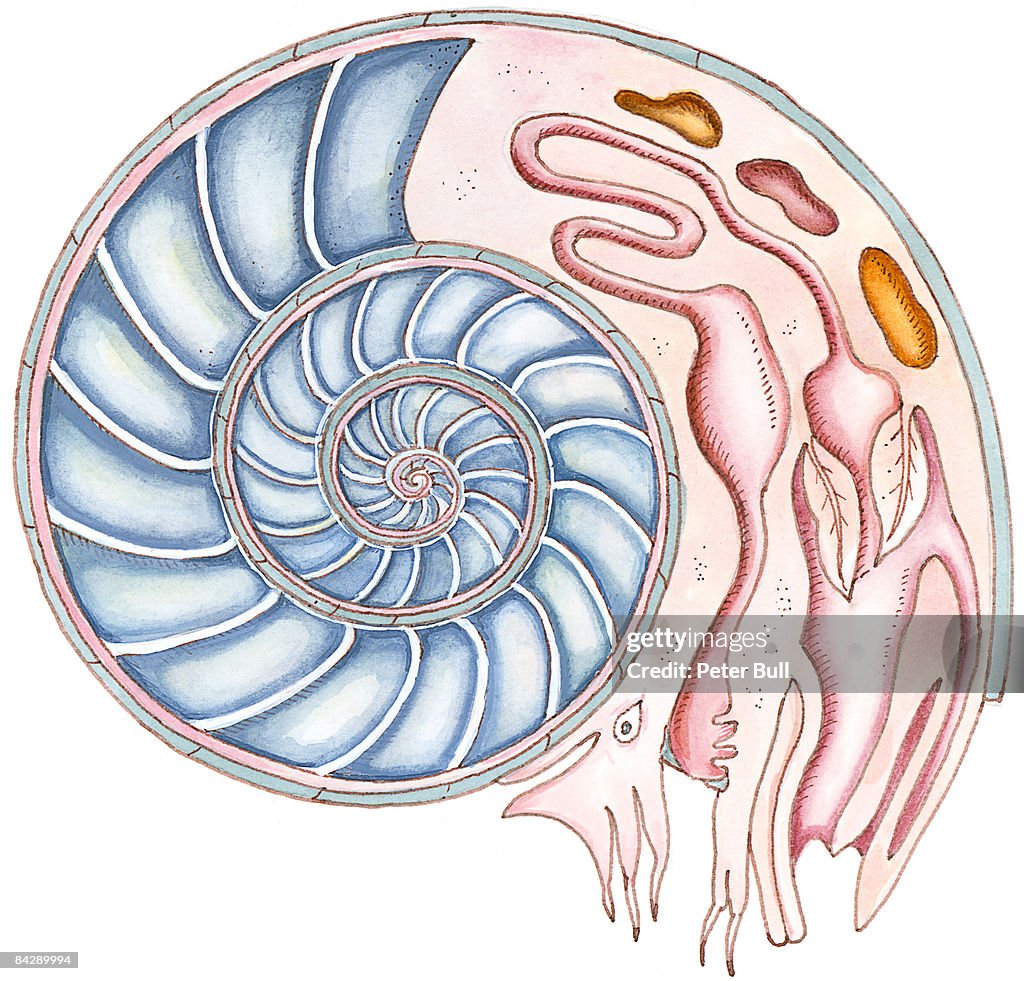 Ammonite Shell Structure Illustration Of Ammonite Showing Cross Section Of Spiral And Internal ...