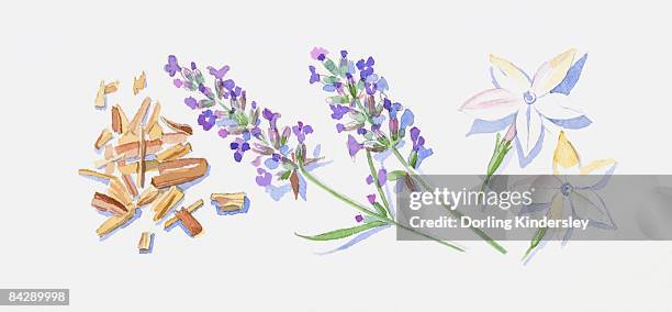 illustration of sandalwood wood chips lavender flowers on stem, and two jasmine flowers - jasmine flower stock-grafiken, -clipart, -cartoons und -symbole