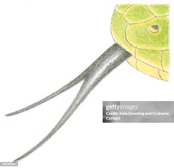 stockillustraties, clipart, cartoons en iconen met illustration of snake's black forked tongue and jacobson's organ on green skin - gespleten tong