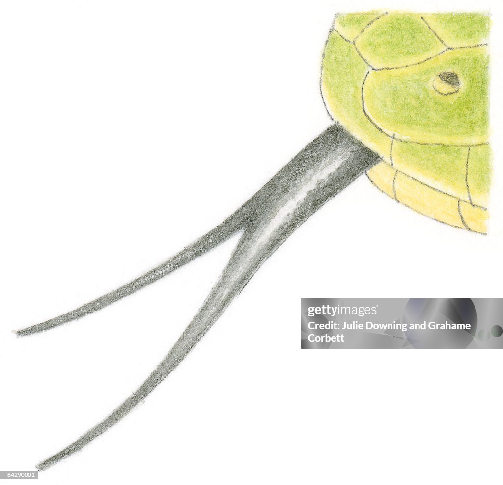 Illustration of snake's black forked tongue and Jacobson's organ on green skin