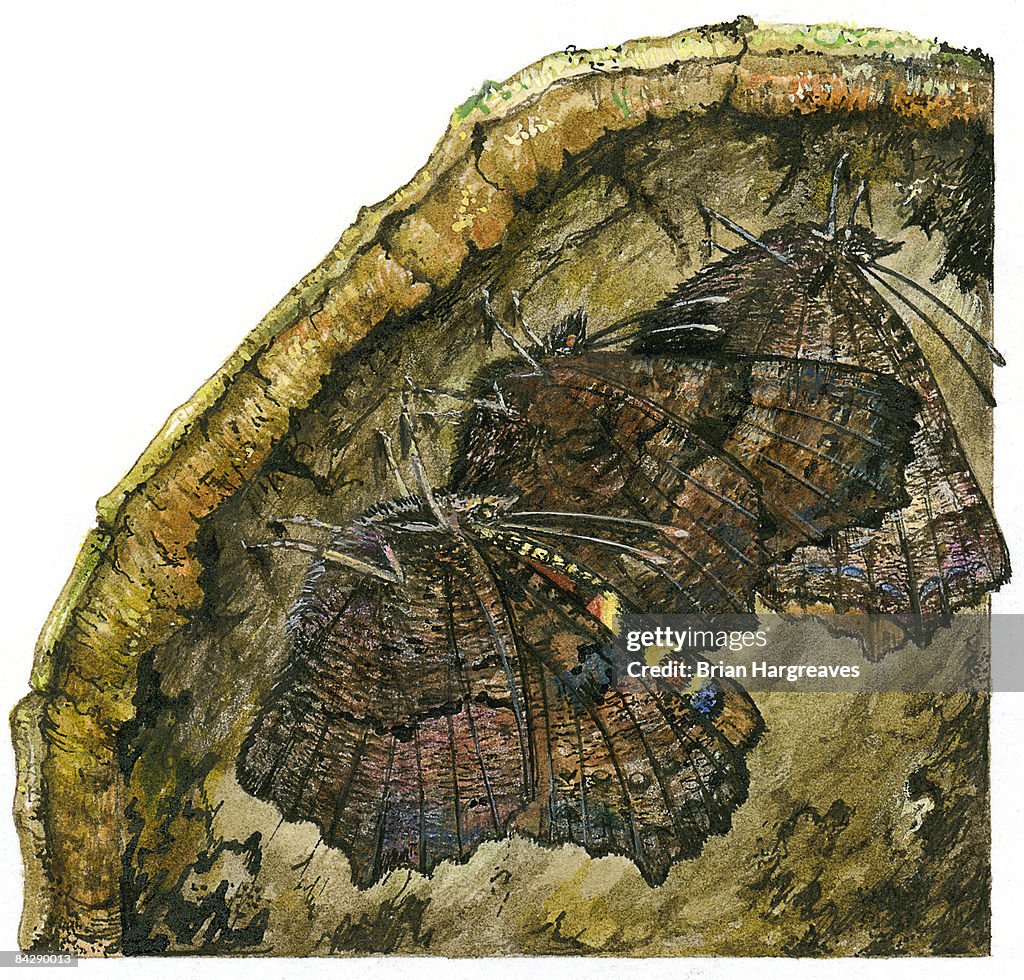 Illustration of European Peacock (Inachis io), butterflies perching under log