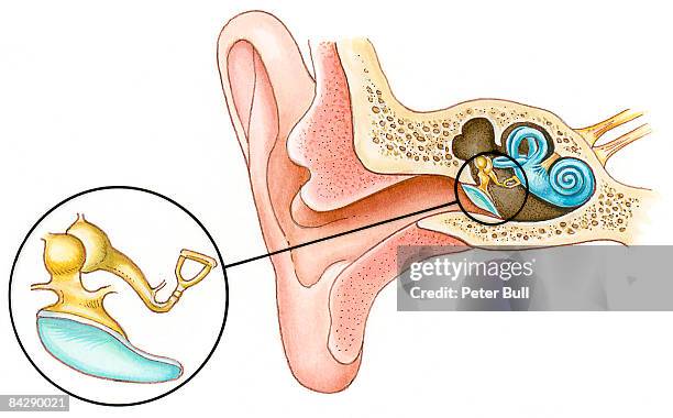 illustration of cross section anatomy of human ear showing malleus, incus and close-up of stape bones - human ear stock illustrations