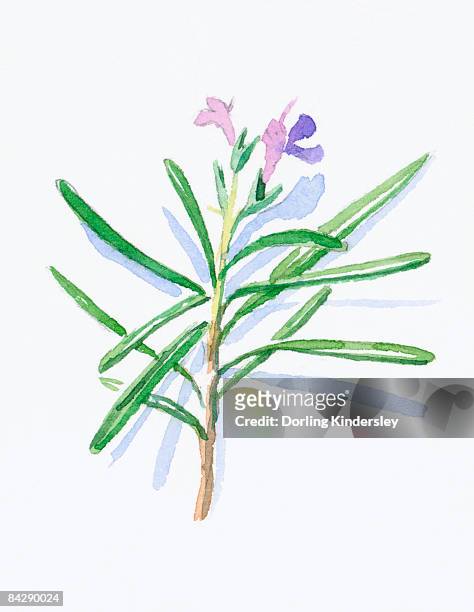 illustration of rosmarinus officinalis (rosemary), pale purple flowers and green, needle-like leaves on stem - rosemary stock illustrations