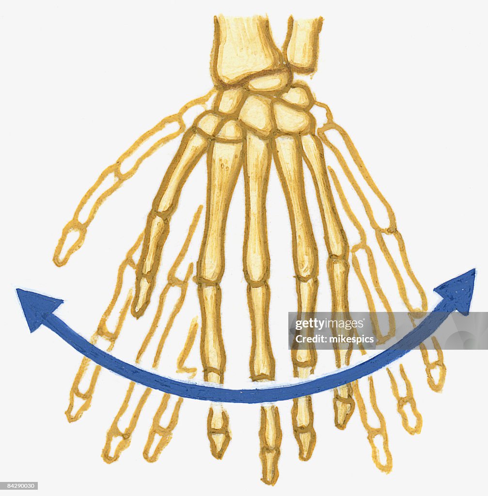 Illustration of Ellipsoidal joint in human wrist with arrows showing direction of motion moving side to side