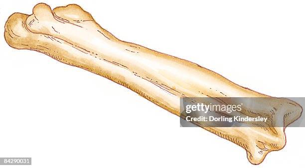 ilustrações, clipart, desenhos animados e ícones de illustration of tarsometatarsus of tetrapod bird formed from fusion of ankle and foot bones  - articulação de animal