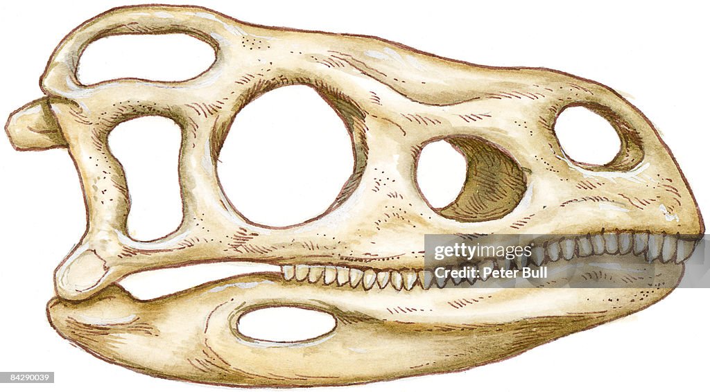 Diapsid Examples Illustration Of Extinct Diapsid Reptile Skull Showing Row Of Sharp ...