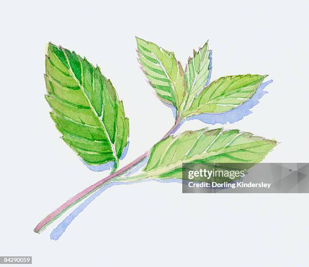 illustration of green peppermint leaves on stem - smelling aromatherapy stock illustrations
