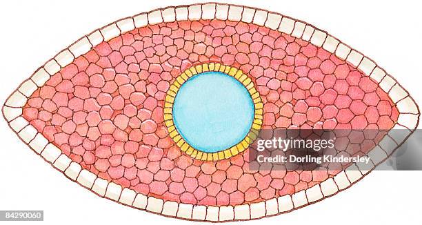 Embryophore Illustration Of Cross Section Showing How Early Stage Embryo Of ...