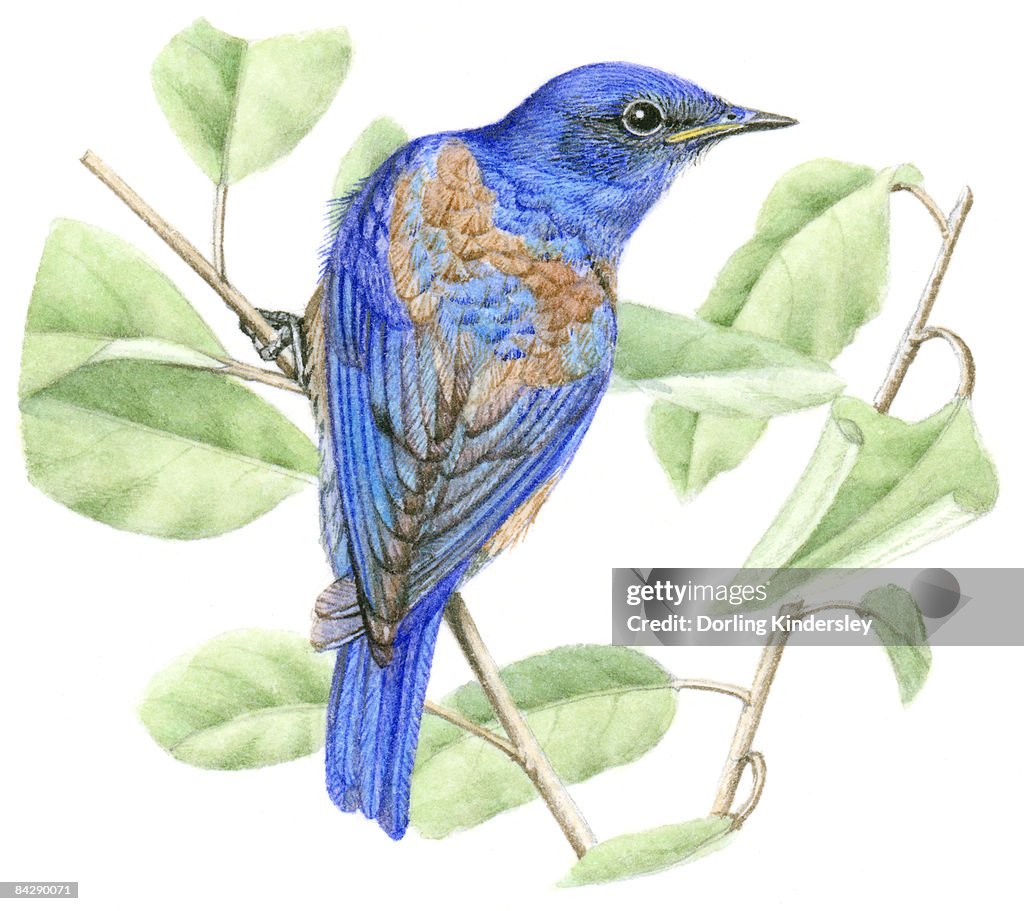 Illustration of male Western Bluebird (Sialia mexicana) perched on narrow stem with green leaves
