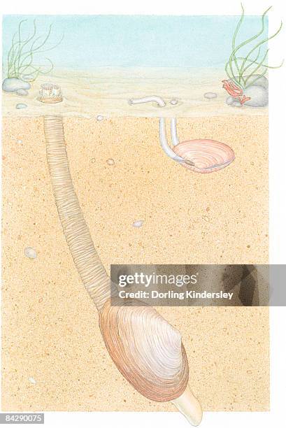 Siphon Shell 152 Siphon Tube Stock Photos, High-Res Pictures, and Images - Getty Images