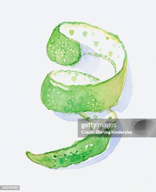 illustration of bergamot orange (citrus aurantium ssp. bergamia), spiral of green peel - bergamot citrus stock illustrations