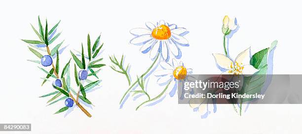 stockillustraties, clipart, cartoons en iconen met illustration of juniper berries and green leaves on stem, german chamomile, and neroli flowers, buds and green leaves on stem - jeneverbes conifeer
