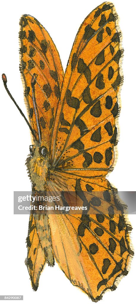 Illustration of orange and black moth flying directly upward