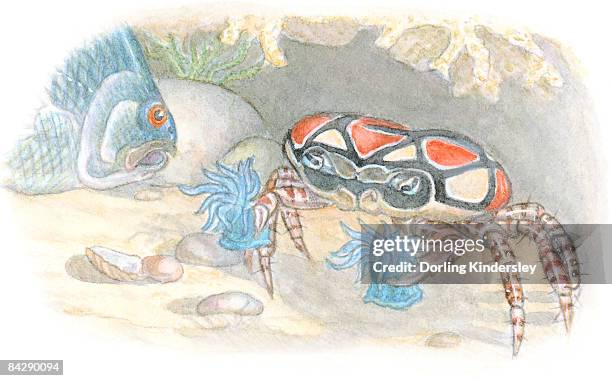 bildbanksillustrationer, clip art samt tecknat material och ikoner med illustration of boxer crab or pom-pom crab (lybia tesselata) carrying stinging sea anemone (actiniaria) on end of each cheliped as defense against predatory fish - blue anemone