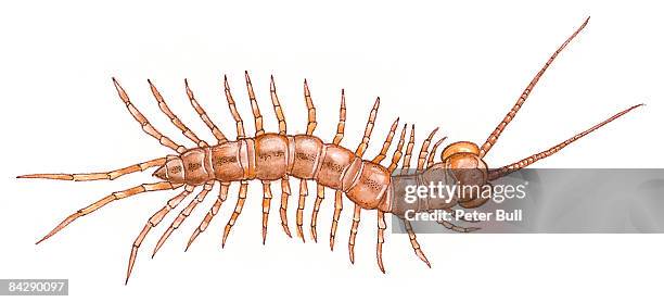 illustration brown centipede (lithobius forficatus), with many legs, segmented body and long antenna - centipede stock-grafiken, -clipart, -cartoons und -symbole