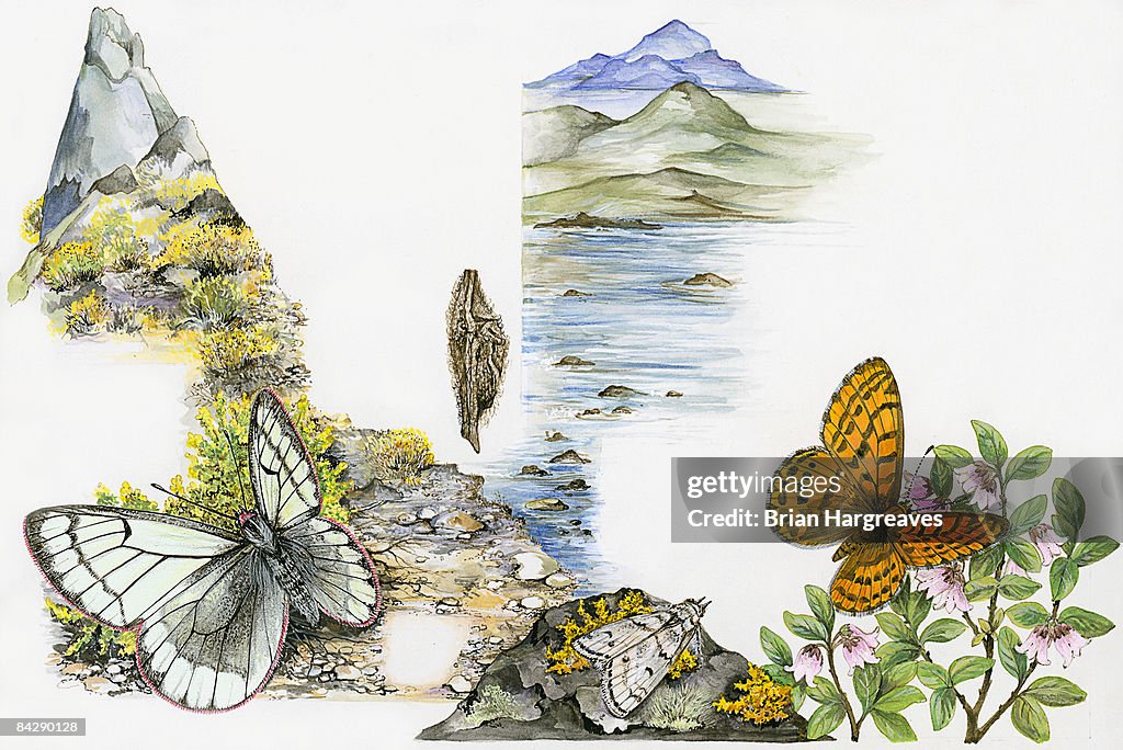 Illustration of Arctic Fritillary (Boloria chariclea), butterfly, Clouded Yellow (Colias) butterfly and pupa, and White-veined Arctic (Oeneis bore hanburyi) butterfly