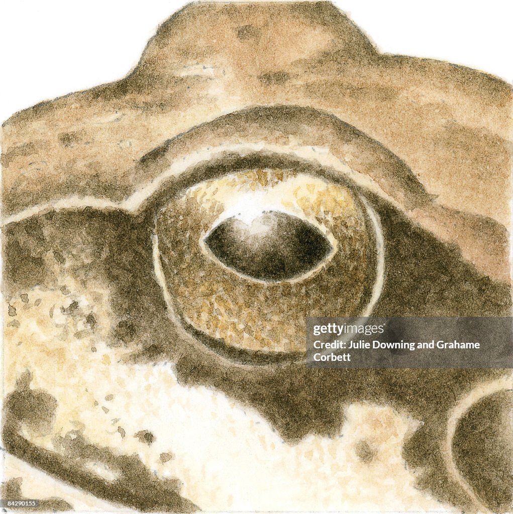 Illustration of frog eye, close-up