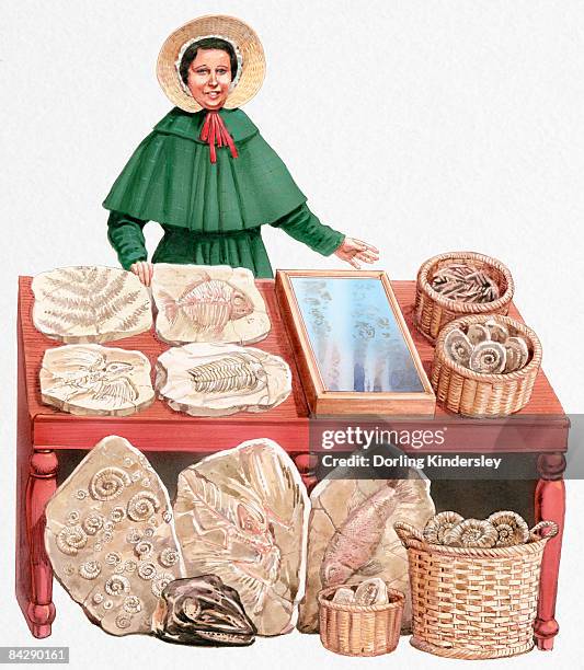 stockillustraties, clipart, cartoons en iconen met illustration of 19th century paleontologist mary anning with collection of fossils - one mid adult woman only