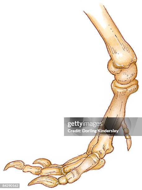 ilustrações, clipart, desenhos animados e ícones de illustration of bones of tyrannosaurus foot showing long toes, small first toe, or dew claw, and ankle joint - articulação de animal