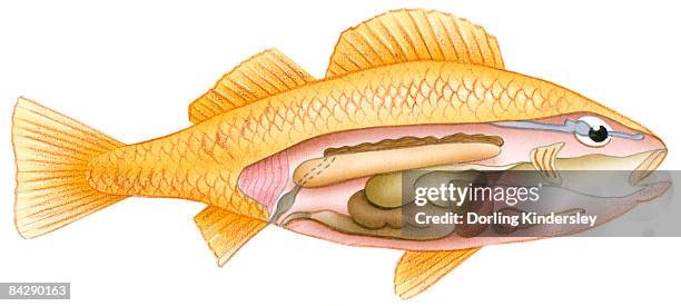 illustrazioni stock, clip art, cartoni animati e icone di tendenza di illustration of fish with cross section showing intestine, swim bladder, heart, liver, and kidney - animal liver