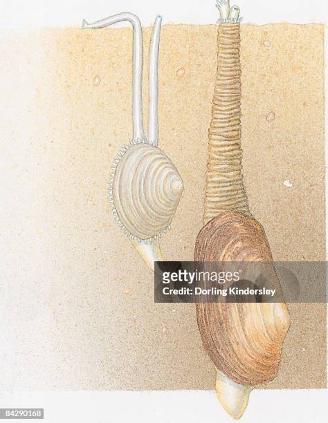 illustration of peppery furrow shell (scrobicularia plana), also known as sand gaper, with two siphons joined in one leathery tube, and common otter shell (lutraria lutraria) with two long, white siphons on surface of seabed - mollusca stock illustrations