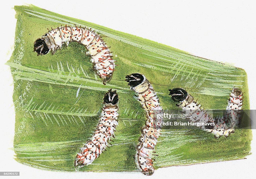 Illustration of Yucca Skipper (Megathymus yuccae), caterpillars feeding on yucca leaf