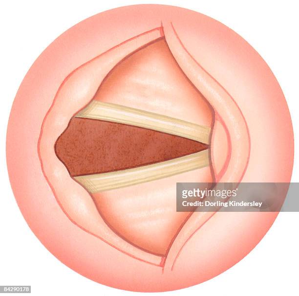 illustration of open human vocal fold to inhale air, also known as vocal cords - epiglottis stock illustrations