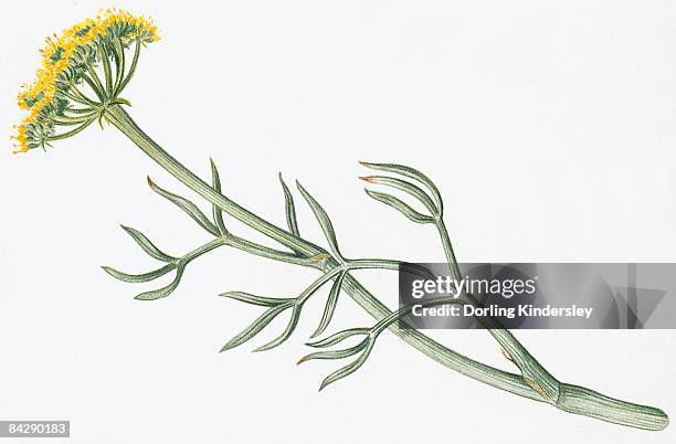 stockillustraties, clipart, cartoons en iconen met illustration of crithmum maritimum (samphire), a yellow wildflower with green leaves on long stem - long stem flowers