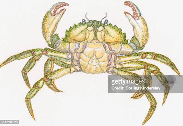 stockillustraties, clipart, cartoons en iconen met illustration of ventral surface male crab showing apron or abdomen, thorax, and large claws - ventrale kant