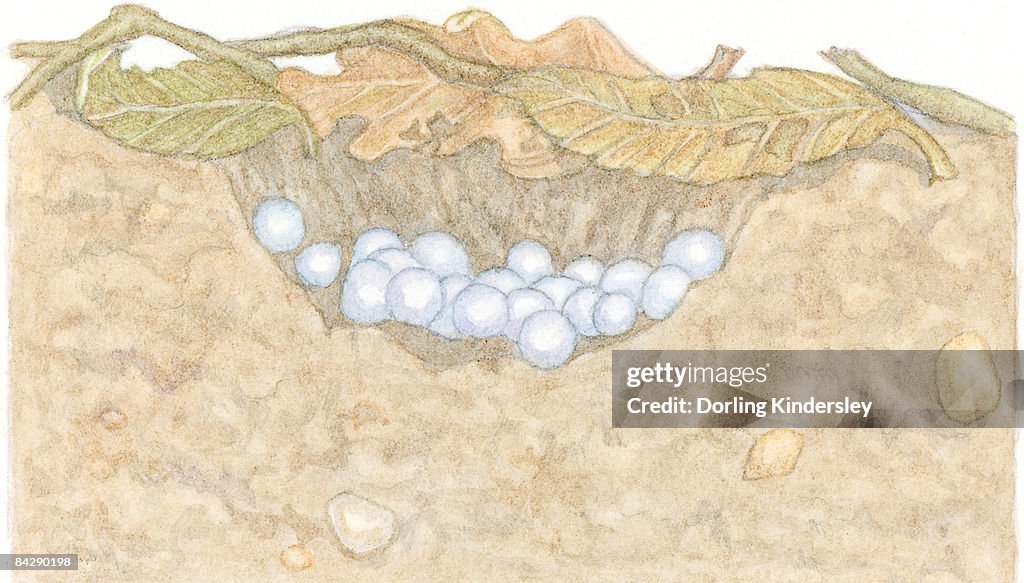 Illustration of white eggs of Garden Snail (Helix aspersa) in shallow hole under decaying leaves