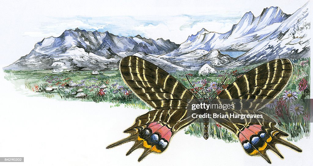 Illustration of Bhutan Glory (Bhutanitis lidderdalii), swallowtail butterfly and mountain meadow
