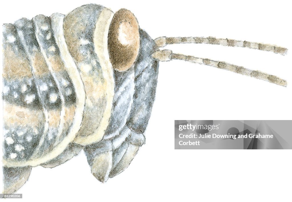 Illustration of locust head with protruding eye and long antennae