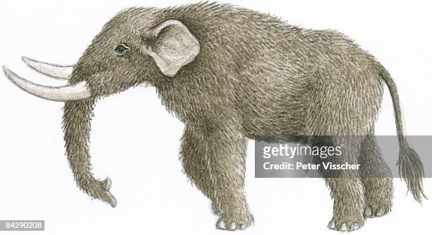 illustration of mastodon (mammut), prehistoric mammal with furry skin and long, white tusks - mastadon stock illustrations