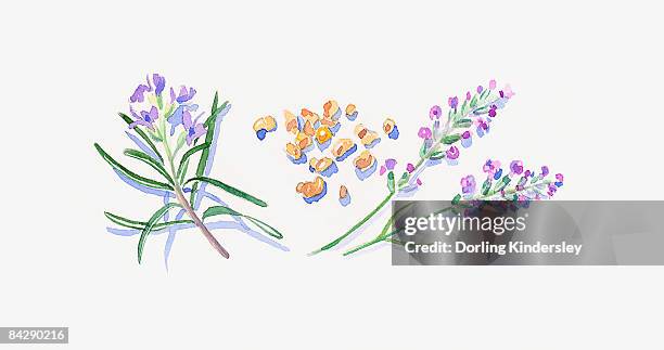 illustration of lavender flowers, frankincense resin, and rosemary flowers and leaves - rosemary stock illustrations