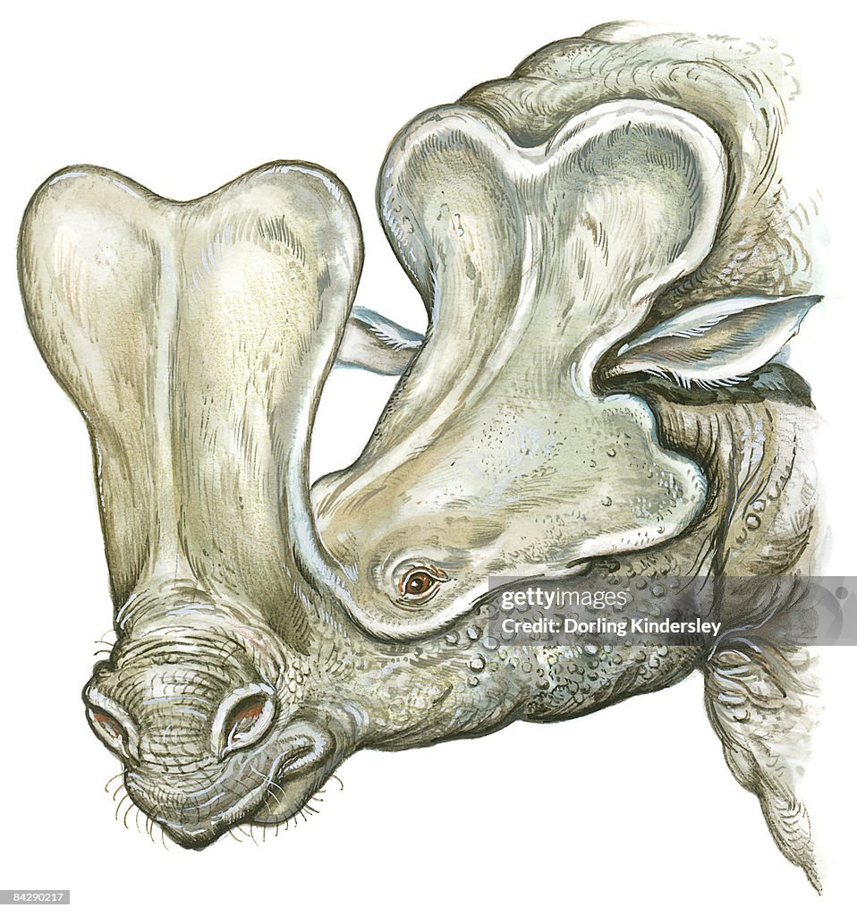 Illustration of Embolotherium with large bony protuberance above nose