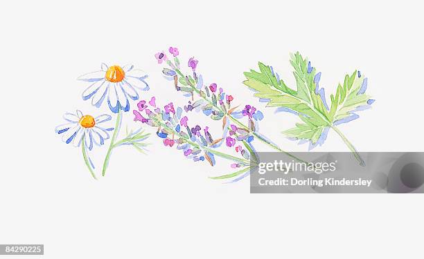 illustrations, cliparts, dessins animés et icônes de illustration of lavender stems with flowers, white roman chamomile flowers, and geranium leaf - camomille fond blanc